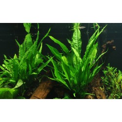 Microsorum pteropus XL in vasetto - Tropica