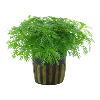 Hottonia Palustris in jar - Tropica