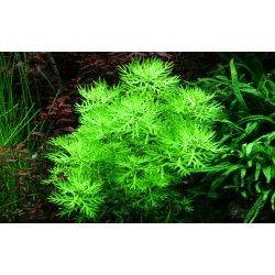 Hottonia palustris in vasetto - Tropica