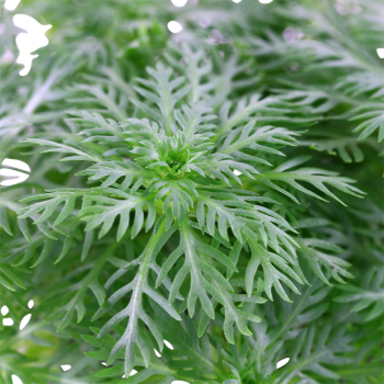 Hottonia Palustris à Jar - Tropica 2