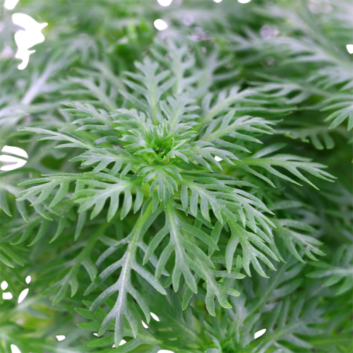 Hottonia palustris - Tropica