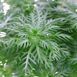 Hottonia palustris - Tropica