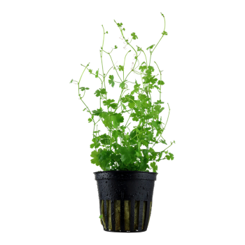 Hydrocotyle tripartite dans le pot - Tropica