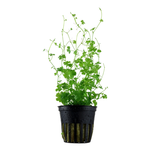 Tripartite Hydrocotyle in Jar - Tropica