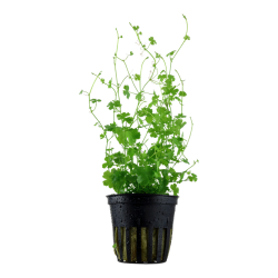 Tripartite Hydrocotyle in Jar - Tropica