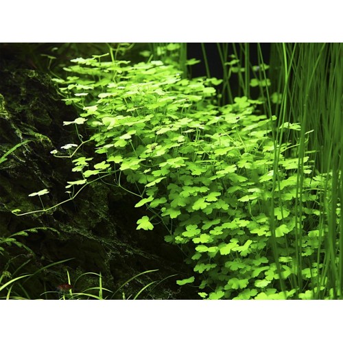 Hydrocotyle tripartite dans le pot - Tropica