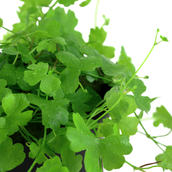 Hydrocotyle tripartite dans le pot - Tropica 2