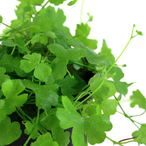 Hydrocotyle tripartite dans le pot - Tropica