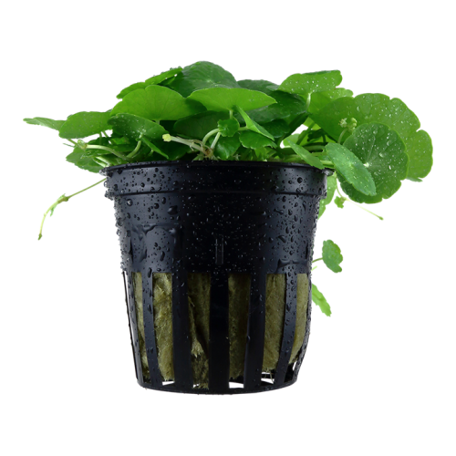 Vertical Hydrocotyle in Jar - Tropica