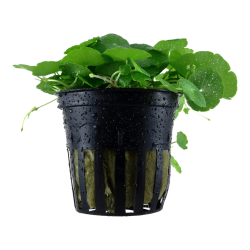 Vertical Hydrocotyle in Jar - Tropica