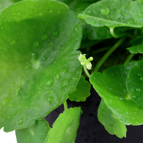 Vertical Hydrocotyle in Jar - Tropica