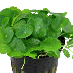Vertical Hydrocotyle in Jar - Tropica