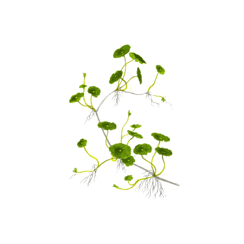 Vertical Hydrocotyle in Jar - Tropica