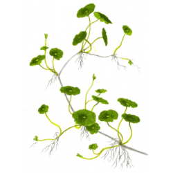 Vertical Hydrocotyle in Jar - Tropica