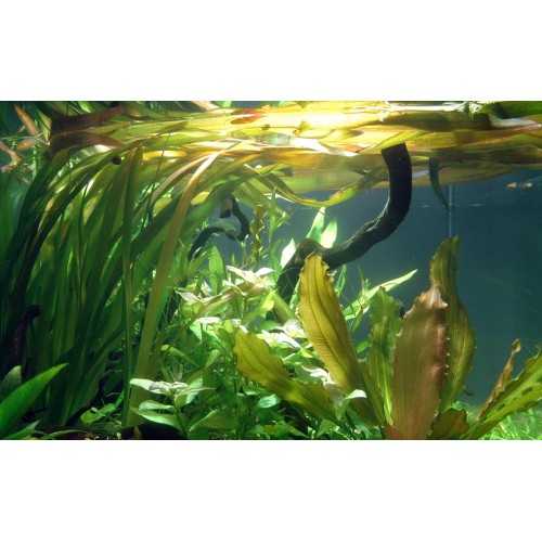 VALLISNERIA AMERICAN GIGANTEA IN JASET - Tropica