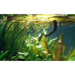 Vallisneria americana Gigantea in vasetto - Tropica