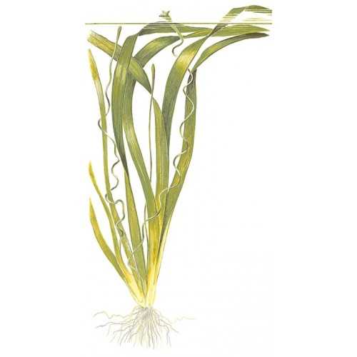 VALLISNERIA AMERICAN GIGANTEA IN JASET - Tropica