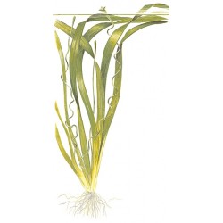 VALLISNERIA AMERICAN GIGANTEA IN JASET - Tropica