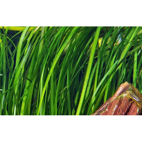 Vallisneria spiralis Tiger in jar - Tropica