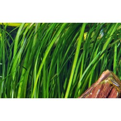 Vallisneria spiralis Tiger in vasetto - Tropica