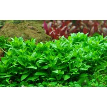 Staurogyne repens in jar - Tropica 2