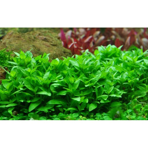 Staturogyne se repens dans Jar - Tropica