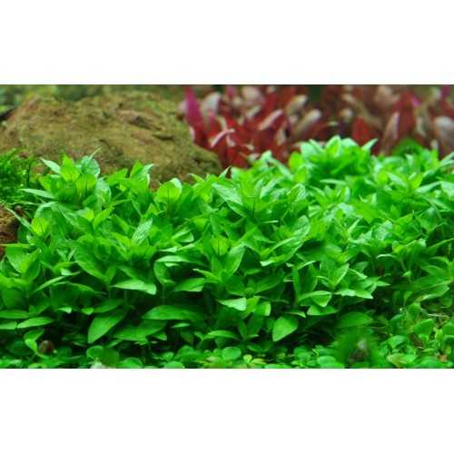 Staurogyne repens in jar - Tropica