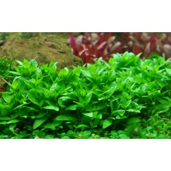 Staurogyne repens in vasetto - Tropica