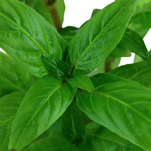 Staurogyne repens in vasetto - Tropica