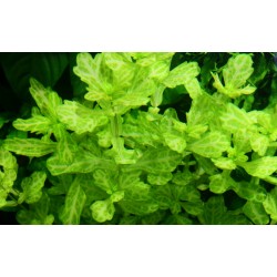 Shinnersia Rivulararis Weiss-Grun in Jar - Tropica