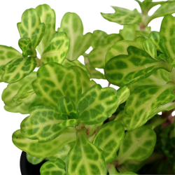 Shinnersia rivularis Weiss-grun in vasetto - Tropica