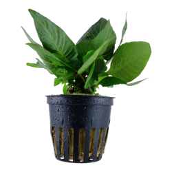 HYGROPHILA CORYMBOSA 'COMPACT' in jar - Tropica