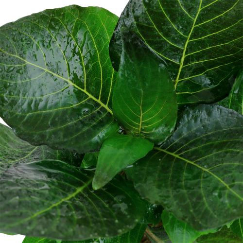 Hygrophila corymbosa 'Compact' in pot - Tropica