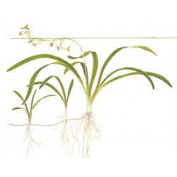 Subulated sagittaria in jar - Tropica