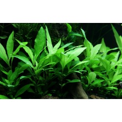 Hygrophila Corymbosa 'Siamensis 53b' dans Jar - Tropica