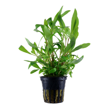 HYGROPHILA CORYMBOSA 'SIAMENSIS 53B' in jar - Tropica