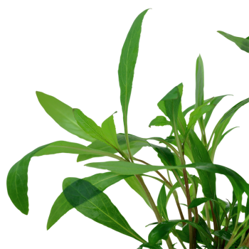 Hygrophila corymbosa 'Siamensis 53B' in vasetto - Tropica 2