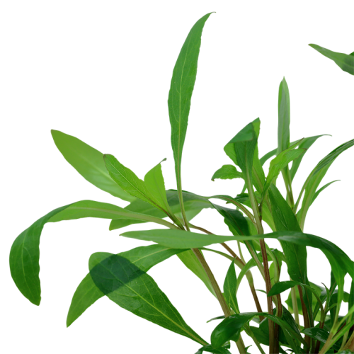 Hygrophila corymbosa 'Siamensis 53B' in pot -...