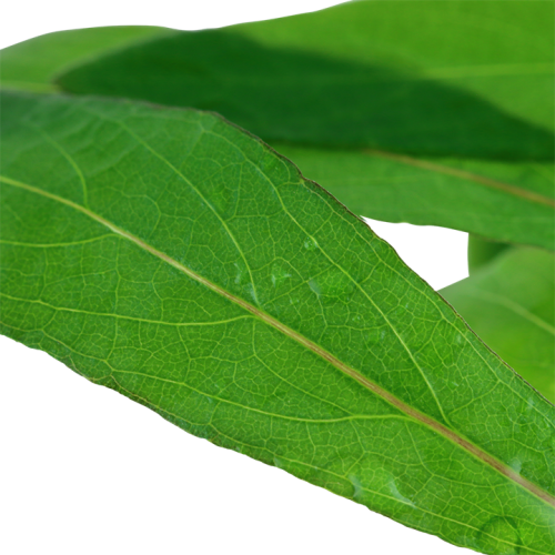 Hygrophila corymbosa 'Siamensis 53B' in pot -...