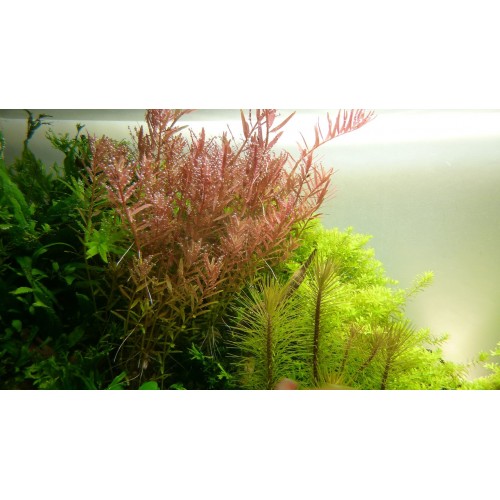 Rotala rotundifolia in pot - Tropica