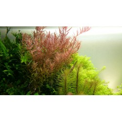 Rotala rotundifolia in pot - Tropica