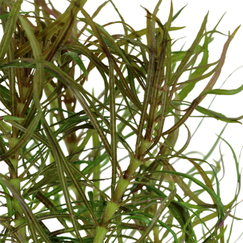 Pogoston Stellatus dans Jar - Tropica 2