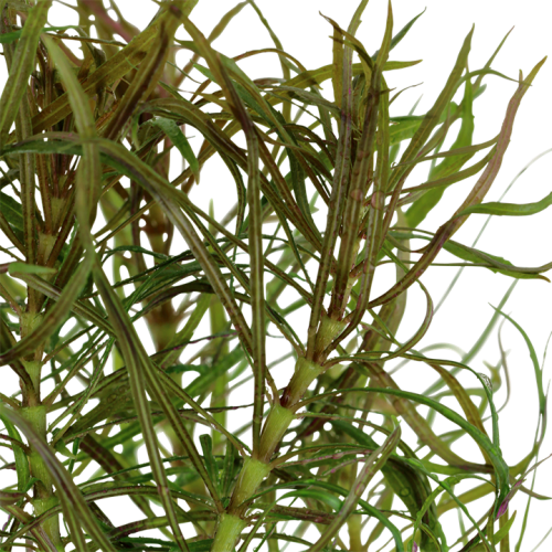 Pogostemon Stellatus in Jar - Tropica