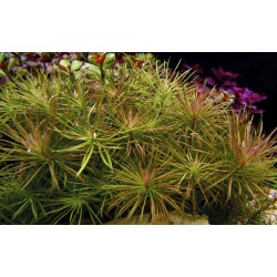 Pogostemon Stellatus in Jar - Tropica