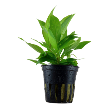 Hygrophila Corymbosa 'stricta' dans le pot - Tropica