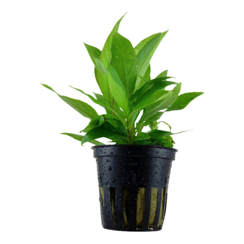 Hygrophila Corymbosa 'stricta' dans le pot -...