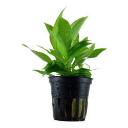 Hygrophila corymbosa 'Stricta' in pot - Tropica