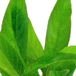 Hygrophila corymbosa 'Stricta' in vasetto - Tropica