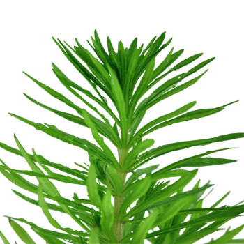 Pogoston Deccanensis dans Jar - Tropica 2