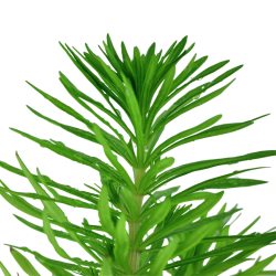 Pogoston Deccanensis dans Jar - Tropica